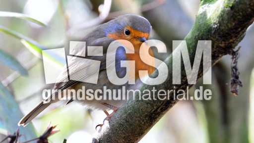 Rotkehlchen (33).jpg